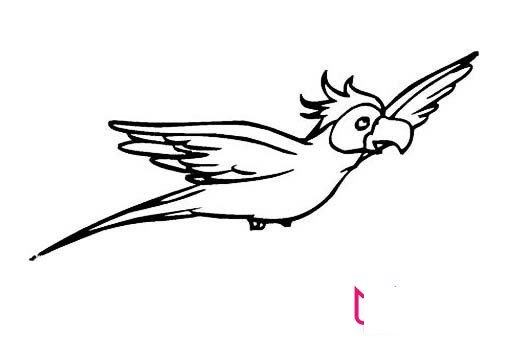 动物简笔画大全,漂亮的鹦鹉简笔画