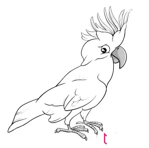 动物简笔画大全,漂亮的鹦鹉简笔画
