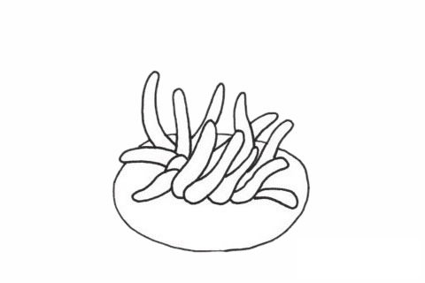 海葵简笔画图片大全作品四