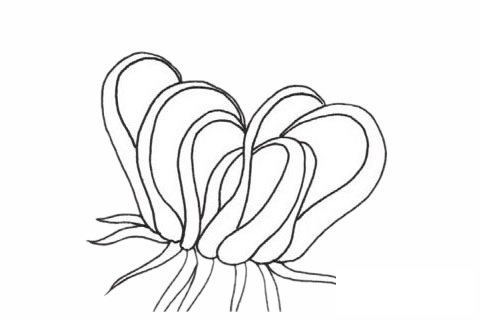 海葵简笔画图片大全作品三