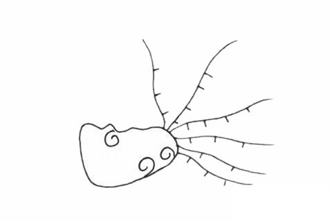 海葵简笔画图片大全作品二