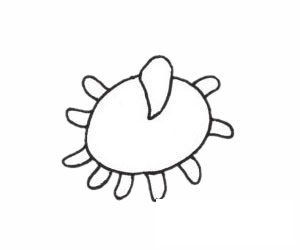 海葵简笔画图片