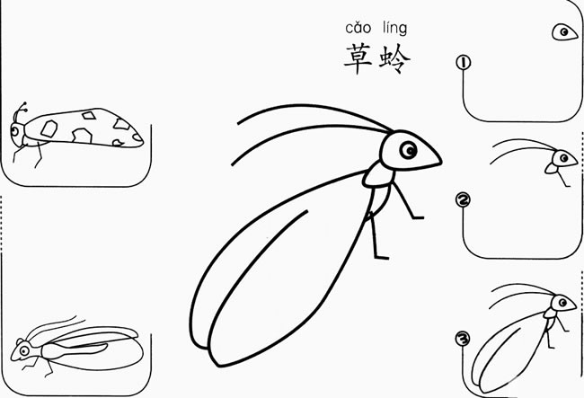 草蛉怎么画简笔画图片