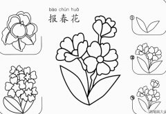 报春花怎么画简笔画步骤图