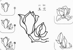 玉兰花怎么画简笔画图片