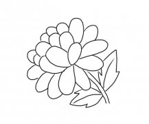 金盏菊/金盏花简笔画