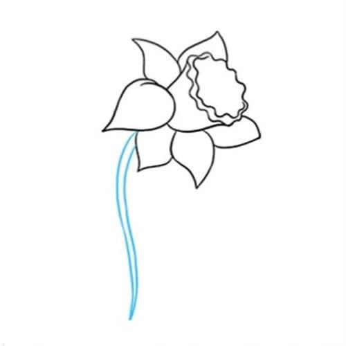 黄水仙花简笔画步骤图