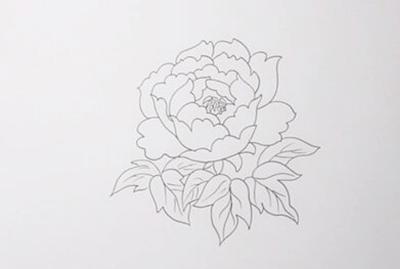 漂亮的牡丹花简笔画