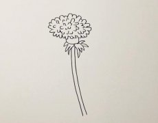 蒲公英简笔画步骤图解教程