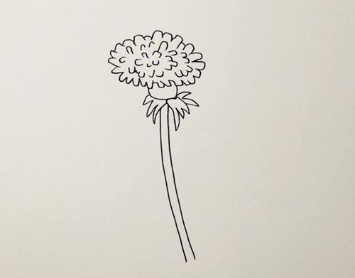 蒲公英简笔画步骤图