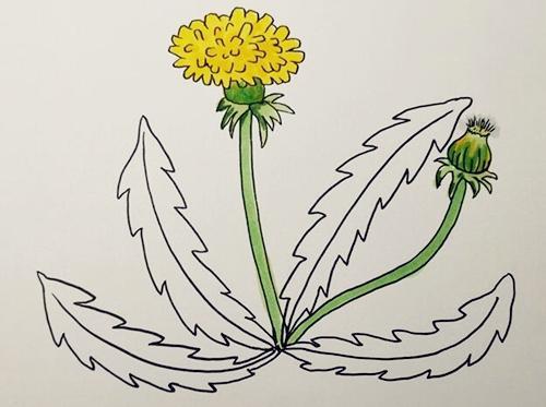 蒲公英简笔画步骤图