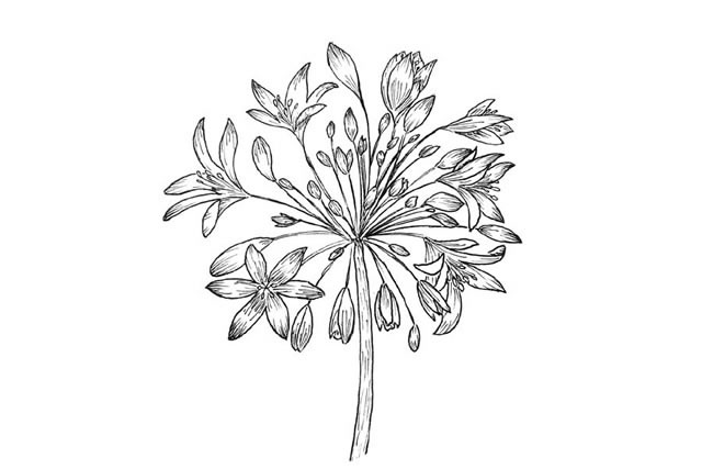 手绘黑白花朵简笔画图片