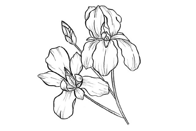 手绘黑白花朵简笔画图片