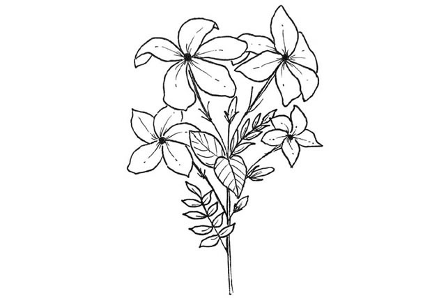 手绘黑白花朵简笔画图片