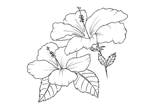 手绘黑白花朵简笔画图片