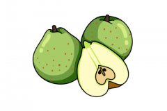 新鲜的莱阳梨简笔画步骤图解教程