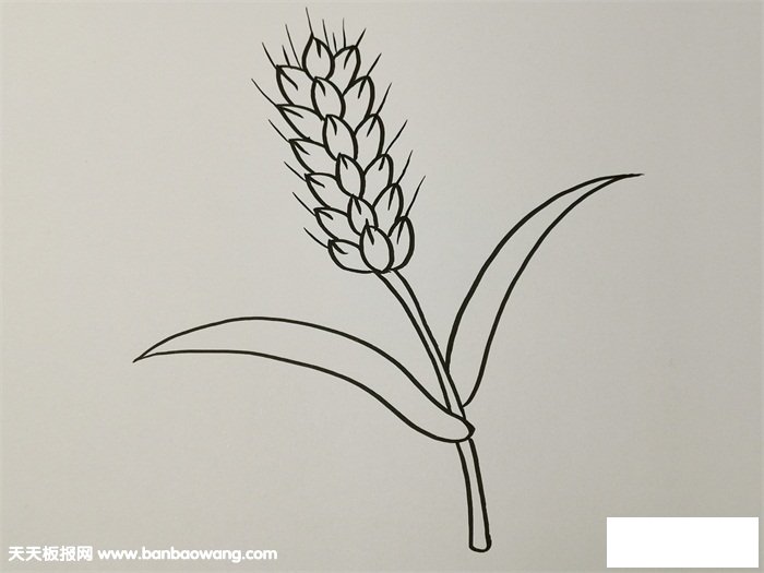 秋天成熟的麦穗简笔画
