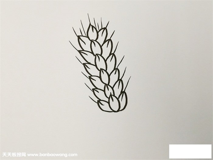 秋天成熟的麦穗简笔画