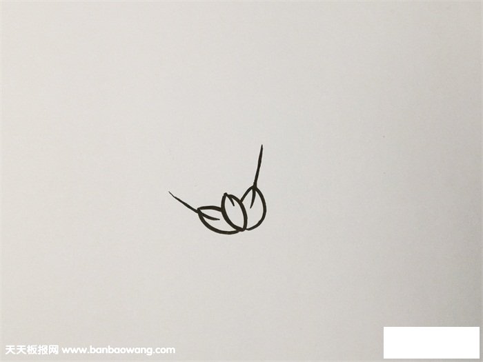 秋天成熟的麦穗简笔画