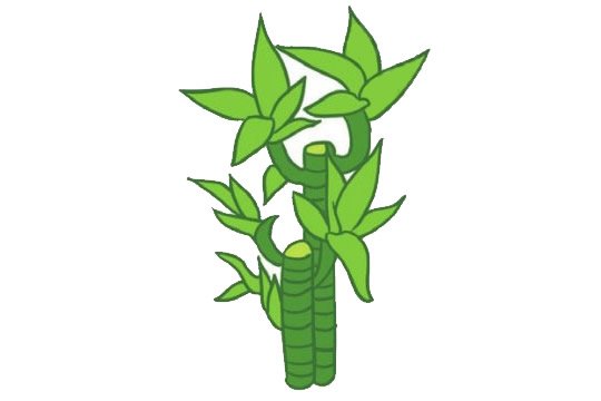 富贵竹简笔画图片大全作品四