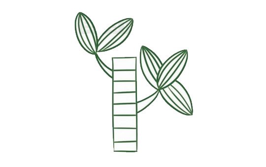 富贵竹简笔画图片步骤三