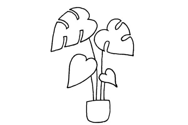 龟背竹简笔画步骤图