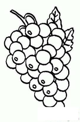 葡萄简笔画图片