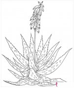 芦荟简笔画图片