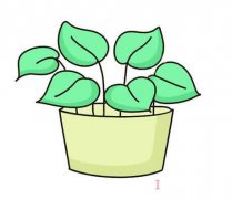 绿萝的画法步骤图带颜色简笔画图片