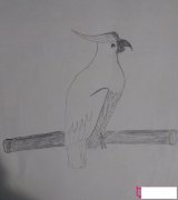 好看的小动物简笔画，鹦鹉简笔画