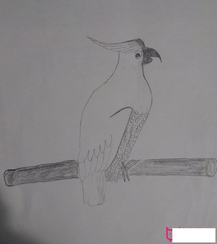 好看的小动物简笔画，鹦鹉简笔画