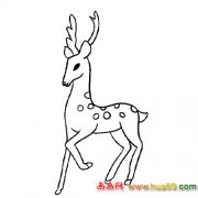 动物简笔画：抬脚的梅花鹿