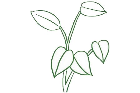 绿萝简笔画图片步骤四