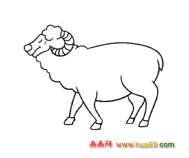 动物简笔画：温顺的小绵羊