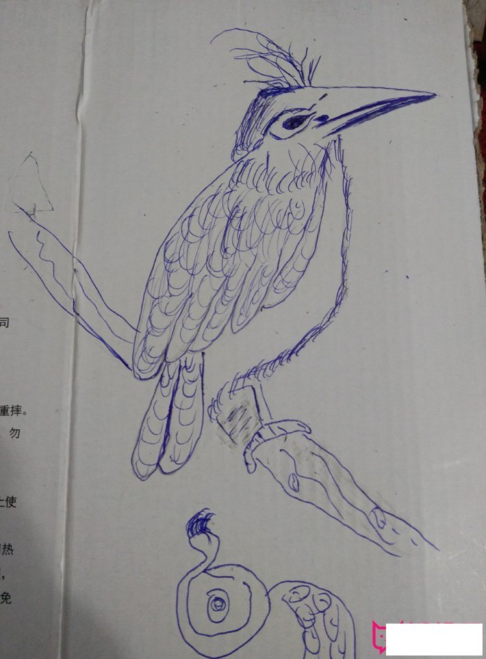 儿童小鸟简笔画图片大全，简单的小鸟简笔画