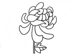 菊花简笔画的画法步骤教程