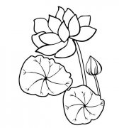 盛开的荷花简笔画图片