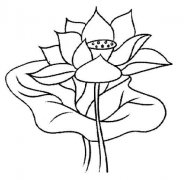 手绘荷叶荷花素描铅笔画