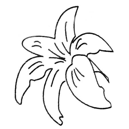 百合花简笔画大全及画法步骤