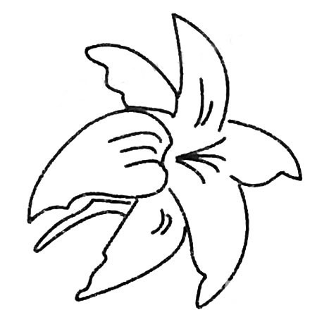 百合花简笔画大全及画法步骤