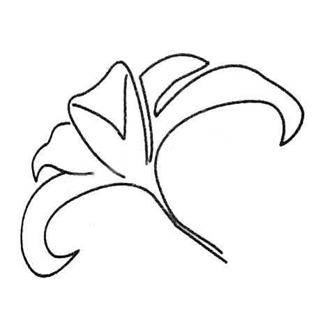 百合花简笔画大全及画法步骤