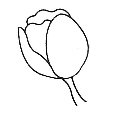 郁金香简笔画大全及画法步骤