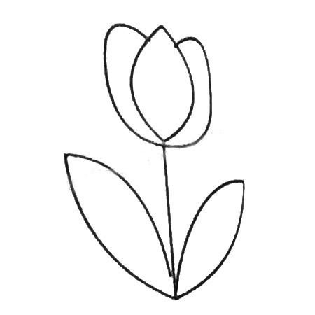 郁金香简笔画大全及画法步骤