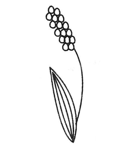 风信子简笔画图片