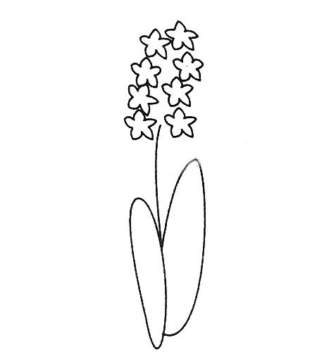 风信子简笔画图片