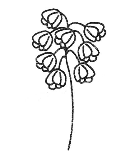 风信子简笔画图片