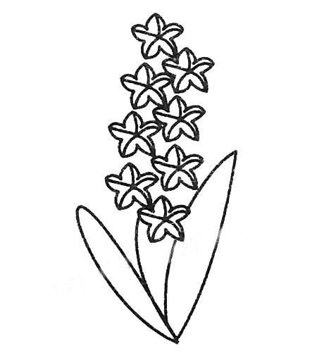 风信子简笔画图片