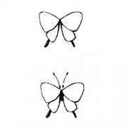 凤蝶的画法简笔画步骤教程