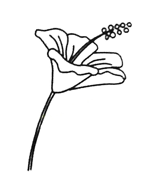 扶桑花简笔画