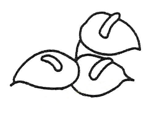 红掌简笔画的画法